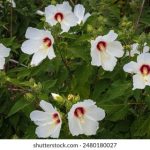 乐虎直播体育为你提供全面的赛事分析与实时比分更新服务 fsq830gp