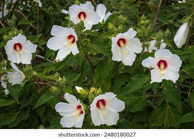 乐虎直播体育为你提供全面的赛事分析与实时比分更新服务 乐虎直播体育为你提供全面的赛事分析与实时比分更新服务