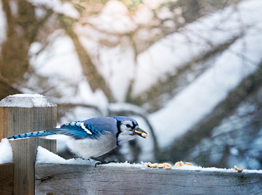 九游棋牌攻略:新手玩家必备的游戏技巧与策略 九游棋牌攻略:新手玩家必备的游戏技巧与策略