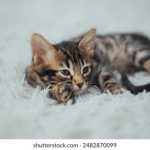 九游娱乐平台赔率高的背后:玩家如何获取最大收益? zfw58