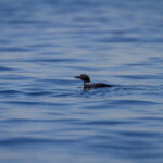 17046期足彩开奖结果揭晓:最新赛果与奖金分配详情 qhis1pt3eh