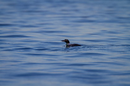 17046期足彩开奖结果揭晓:最新赛果与奖金分配详情 17046期足彩开奖结果揭晓:最新赛果与奖金分配详情