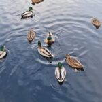 360直播欧洲杯全程高清免费观看精彩赛事 yhvwojf